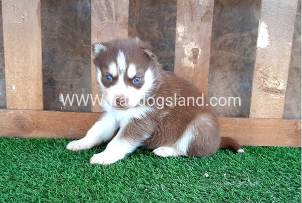 --husky-113_2