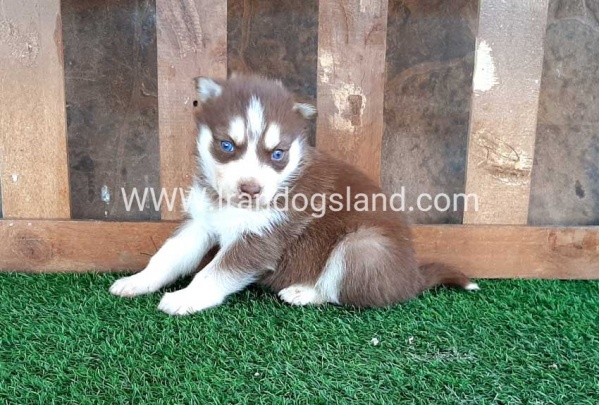 --husky-113_3