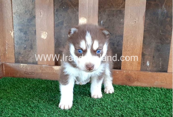 --husky-113_6