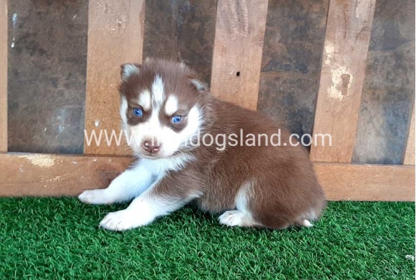 --husky-113_8