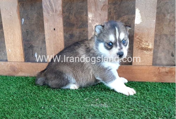 --husky-114_2