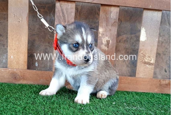 --husky-114_6