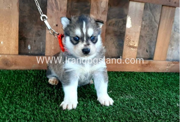 --husky-114_8