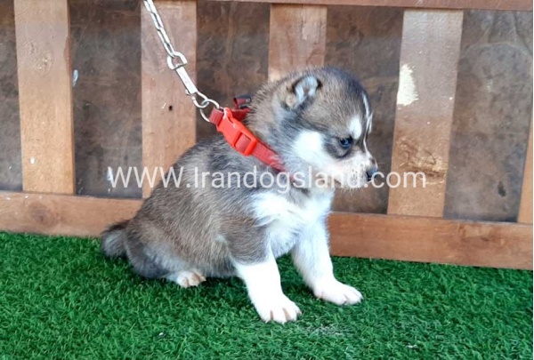 --husky-114_9