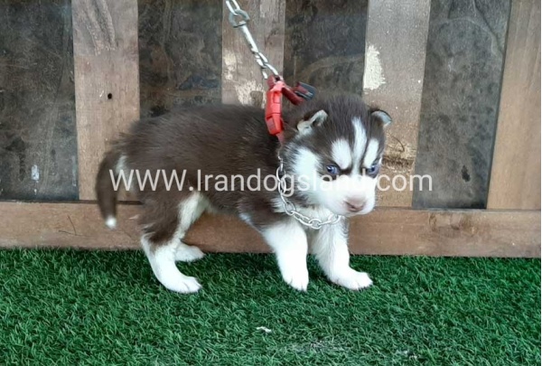 --husky-115_1