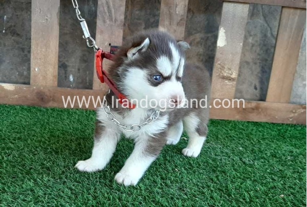 --husky-115_10