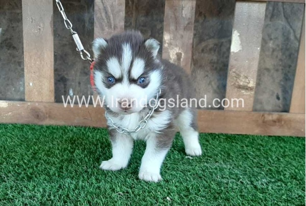 --husky-115_11