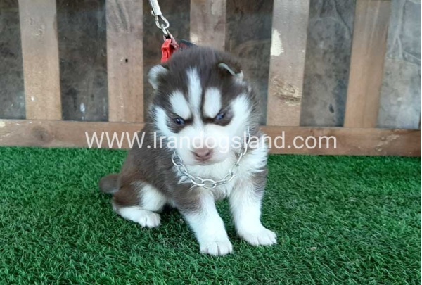 --husky-115_12