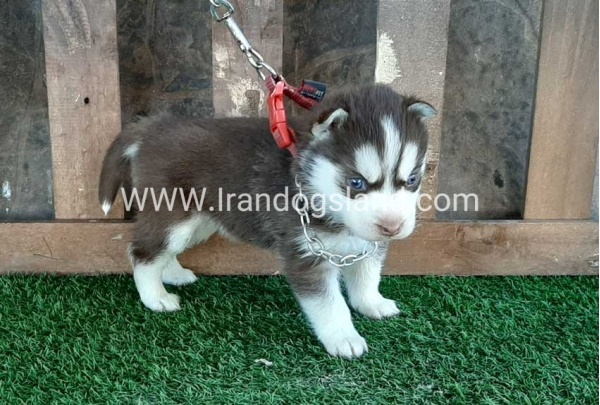 --husky-115_2