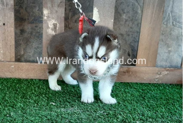 --husky-115_3