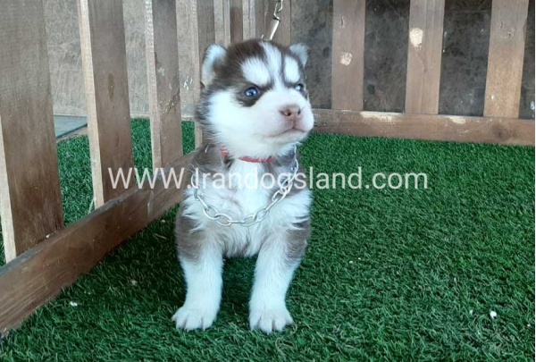 --husky-115_6