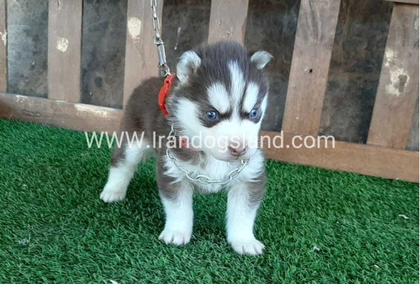 --husky-115_7