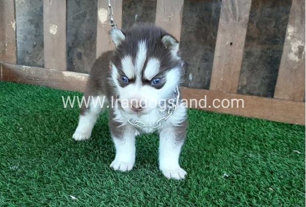 --husky-115_8