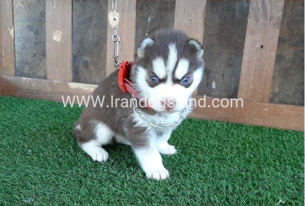 --husky-115_9