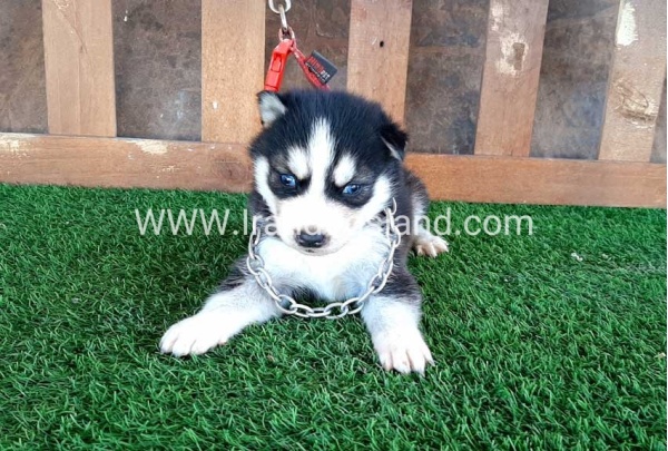 --husky-116_1