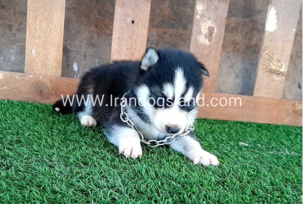 --husky-116_2