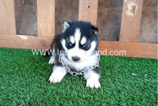 --husky-116_3