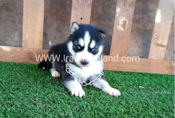 --husky-116_4