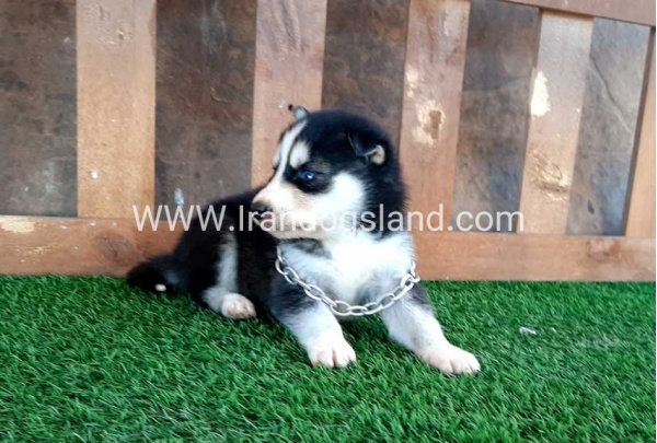 --husky-116_6