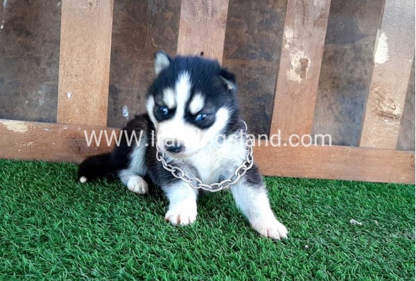 --husky-116_7