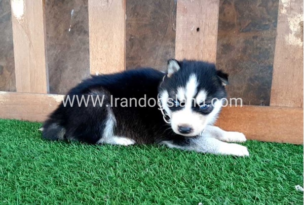 --husky-116_8