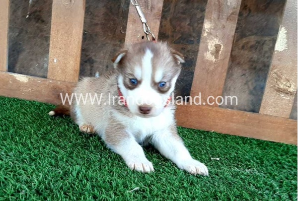 --husky-117_1