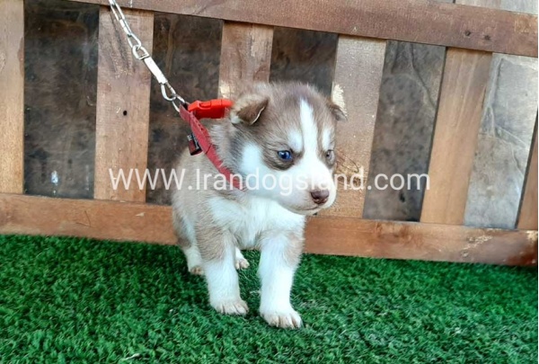 --husky-117_10