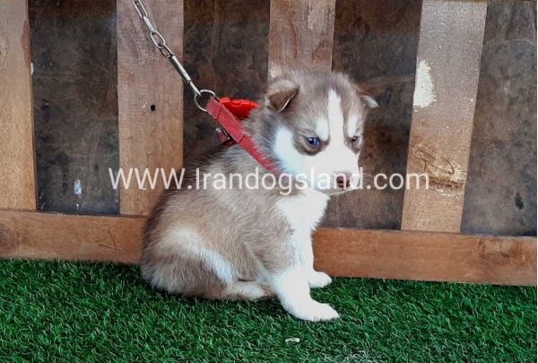 --husky-117_11