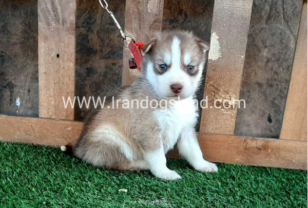 --husky-117_6