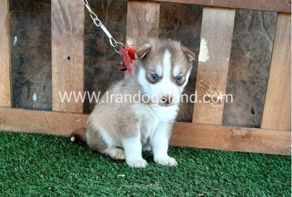 --husky-117_7