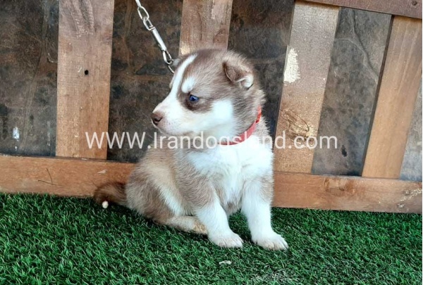 --husky-117_9