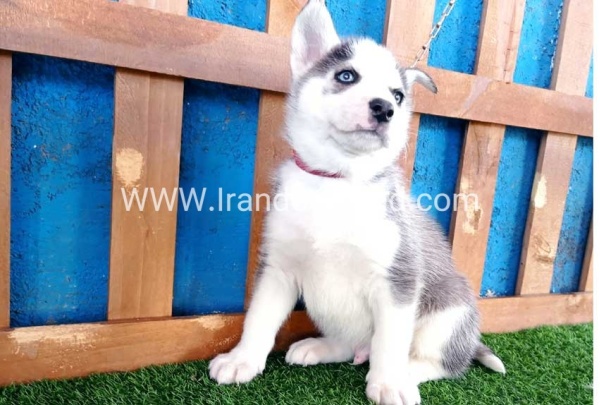 --husky-122_1
