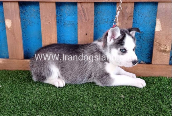 --husky-122_2