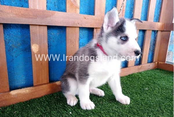 --husky-122_3