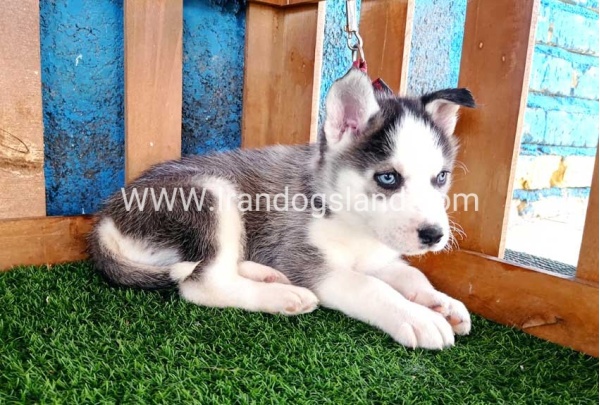 --husky-122_4