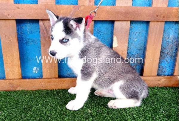 --husky-122_5