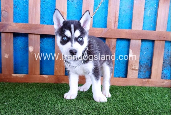 --husky-123_1