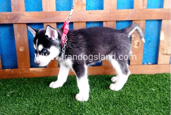 --husky-123_2
