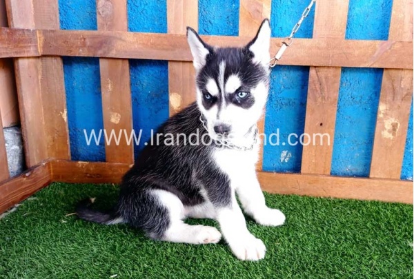 --husky-123_3
