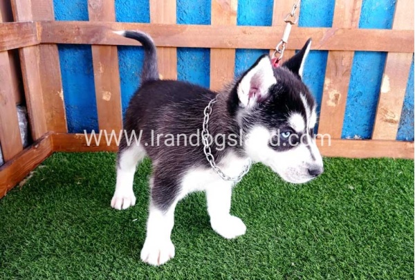 --husky-123_4