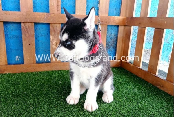 --husky-123_5