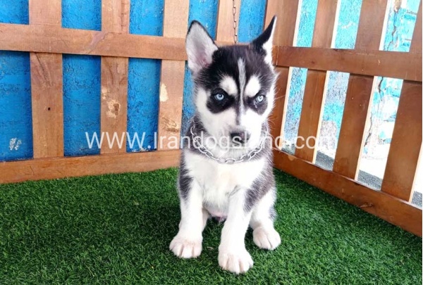--husky-123_6