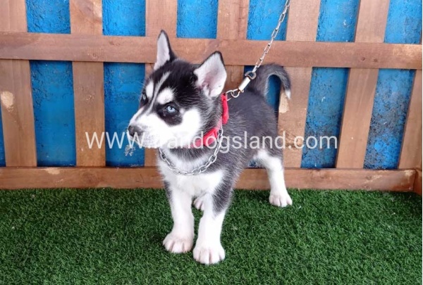 --husky-123_7
