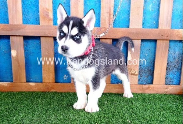 --husky-123_8