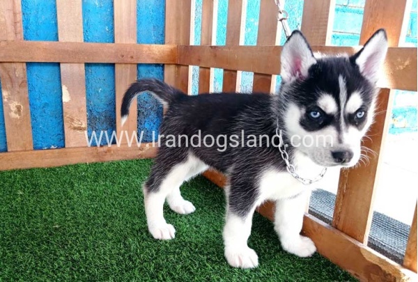 --husky-123_9