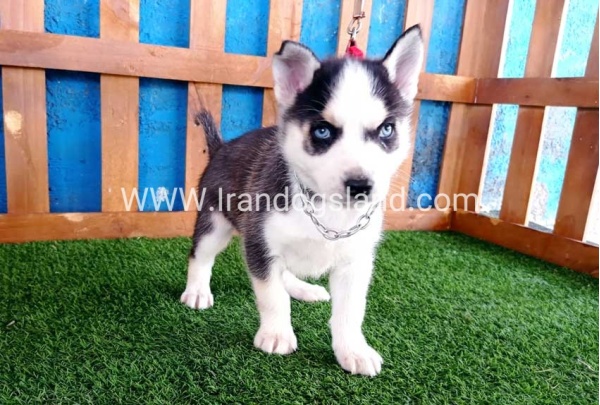 --husky-124_1