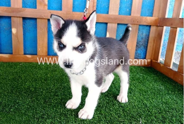 --husky-124_2