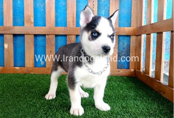 --husky-124_3