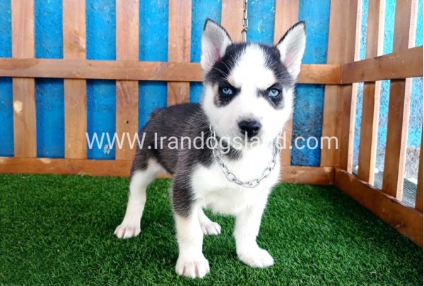 --husky-124_4