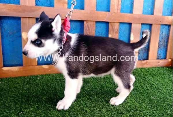 --husky-124_5